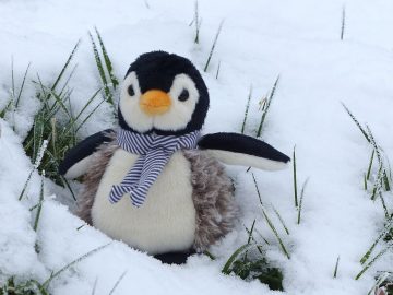 linux-yeni-baslayanlar-tavsiye
